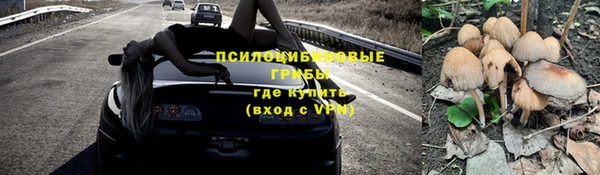 стаф Алзамай